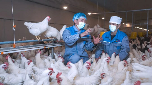 高价回收备案域名:从教书匠到行业标杆,魏晓明与晓鸣股份的30年产业坚守与创新插图4 从教书匠到行业标杆,魏晓明与晓鸣股份的30年产业坚守与创新