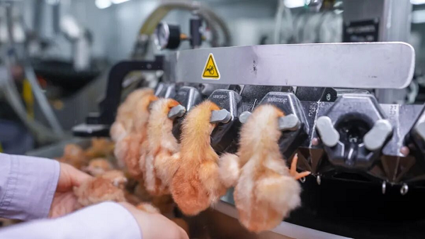 高价回收备案域名:从教书匠到行业标杆,魏晓明与晓鸣股份的30年产业坚守与创新插图5 从教书匠到行业标杆,魏晓明与晓鸣股份的30年产业坚守与创新