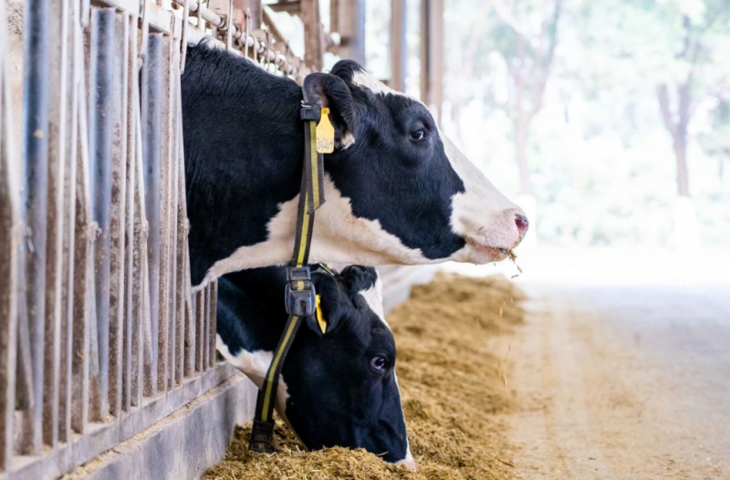 从“制造”到“智造”，光明乳业数字化转型擘画食品安全新范式