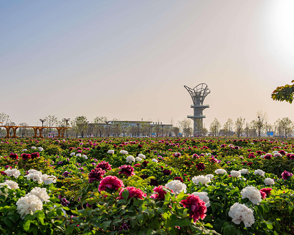 高价回收备案域名:春日必打卡!中国十大最美花海推荐 山东菏泽冠宇牡丹园领衔国色天香插图 春日必打卡!中国十大最美花海推荐 山东菏泽冠宇牡丹园领衔国色天香