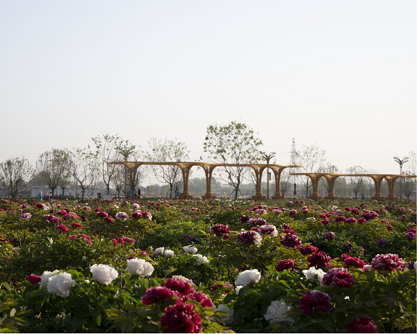高价回收备案域名:春日必打卡!中国十大最美花海推荐 山东菏泽冠宇牡丹园领衔国色天香插图1 春日必打卡!中国十大最美花海推荐 山东菏泽冠宇牡丹园领衔国色天香