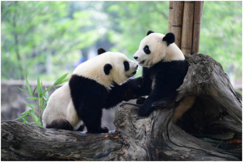 4月24-26日，itc保伦股份与您相约成都第87届中国教育装备展示会！